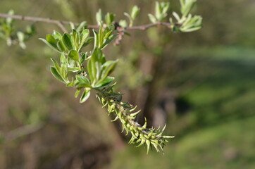 Wierzbowe kwiaty - kotki, Salix