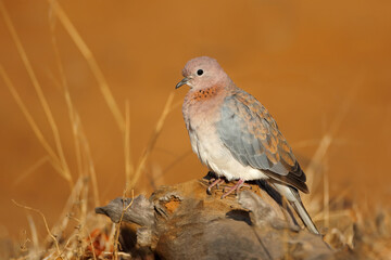 A laughing dove (Spilopelia senegalensis) in natural habitat, South Africa.
