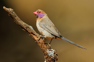 A female violet-eared waxbill (Uraeginthus granatinus) perched on a branch, South Africa.