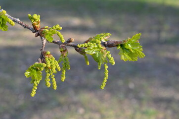 Kwiaty i paki dębu wczesną wiosną, Quercus © Ewa