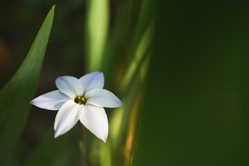 春に咲く美しい白い花　ハナニラ