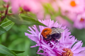 Bee is working on Aster amellus flower, the Europe Michaelmas daisy, pink daisies flowers in Queen park, Bolton, England, select focus.