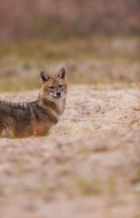 Golden jackal - CHACAL DORADO (Canis aureus), Danube Delta - DELTA DEL DANUBIO, Ramsar Wetland, Unesco World Heritgage Site, Tulcea County, Romania, Europe