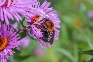 Bee is working on Aster amellus flower, Michaelmas daisy, pink daisies flowers in Queen park, Bolton, England, select focus.