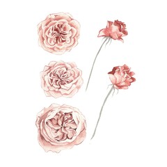 Watercolor illustration.  Peony roses, set of isolated flowers on a white background.  Design for invitations, patterns, cards, weddings, holidays