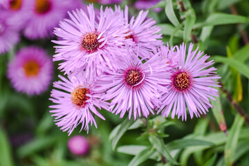 Obraz premium Michaelmas Daisy, Aster amellus flower, the pink daisies flowers in Queen park, Bolton, England, select focus.