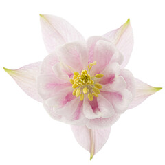 Obraz na płótnie Canvas Rosy flower of aquilegia, blossom of catchment closeup, isolated on white background