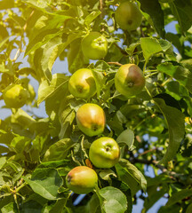 Green apples on an apple-tree branch in a garden.