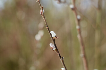 Willow branch with buds in February