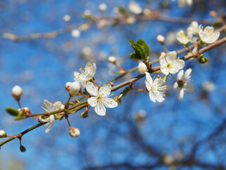 Obraz na płótnie Canvas Cherry blossom in spring