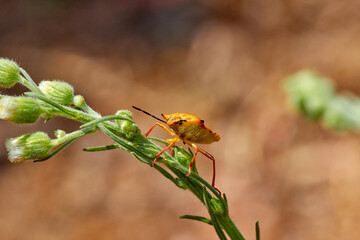Worldwide pest brown marmorated stink bug Halyomorpha halys (adult)