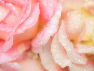 Close up of rose (soft)