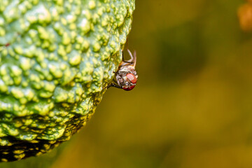 live house fly in avocado