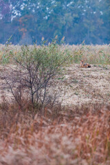 Obraz na płótnie Canvas Golden jackal - CHACAL DORADO (Canis aureus), Danube Delta - DELTA DEL DANUBIO, Ramsar Wetland, Unesco World Heritgage Site, Tulcea County, Romania, Europe
