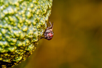 live house fly in avocado