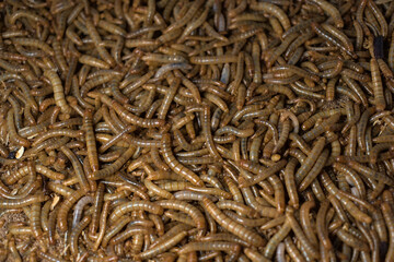 many mealworms. tenebrio molitor