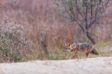 Golden jackal - CHACAL DORADO (Canis aureus), Danube Delta - DELTA DEL DANUBIO, Ramsar Wetland, Unesco World Heritgage Site, Tulcea County, Romania, Europe
