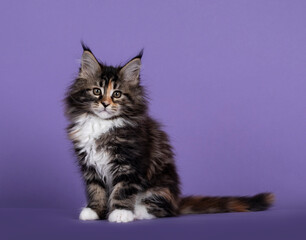 Naklejka na ściany i meble Adorable fluffy tortie Maine Coon cat kitten, sitting up side ways. Looking straigth to camera. Isolated on purple background.