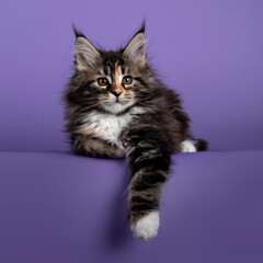 Adorable fluffy tortie Maine Coon cat kitten, layign down with one front paw hanging relaxed down from edge. Looking straigth to camera. Isolated on purple background.