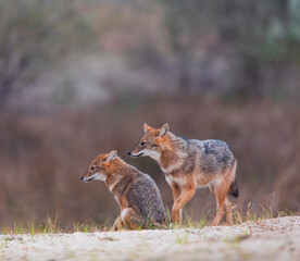 Golden jackal - CHACAL DORADO (Canis aureus), Danube Delta - DELTA DEL DANUBIO, Ramsar Wetland, Unesco World Heritgage Site, Tulcea County, Romania, Europe