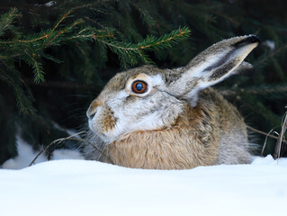 European hare (Lepus europaeus) resting in the snow. © Henri