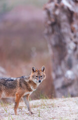 Golden jackal - CHACAL DORADO (Canis aureus), Danube Delta - DELTA DEL DANUBIO, Ramsar Wetland, Unesco World Heritgage Site, Tulcea County, Romania, Europe