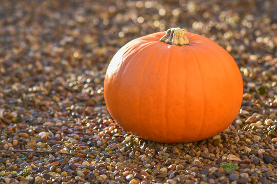 The single pumpkin put on the stones floor in front garden with sunrise in the morning, waiting for halloweens day.