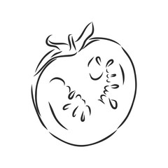 Tomato. Graphics. Illustration. Vector. tomato vector sketch illustration
