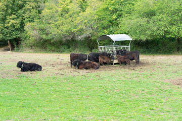 Obraz premium Galloway Rinder