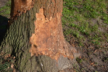 Pień drzewa zaatakowany przez szkodniki - obrazy, fototapety, plakaty