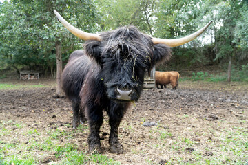 Galloway Rinder