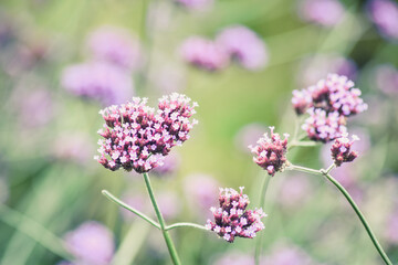 Fototapeta premium Beautiful purple flower of Verbena Bonariensis, purpletop vervien, clustertop vervain, Verbena Bonariensis in England, UK, Vintage colour.
