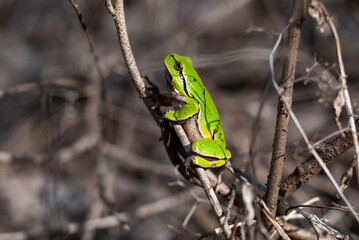 European tree frog (Hyla arborea) climbing the tree in natural habitat, small tree frog in the woods