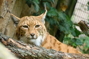 Resting Carpathian Lynx (Lynx lynx carpathicus).