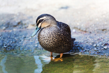 Pacific Black Duck, Anas superciliosa, standing by the shore