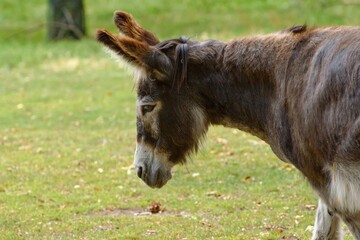 Naklejka na ściany i meble Portrait of a domestic donkey (Equus asinus).