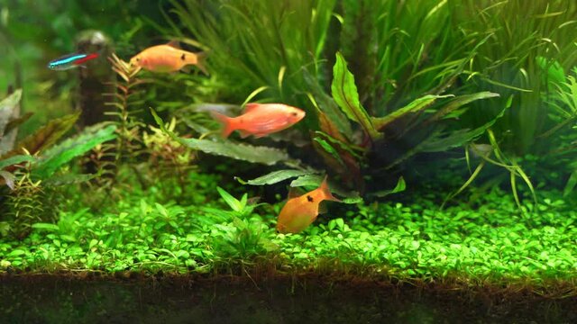 aquarium fish Amphilophus citrinellus in water