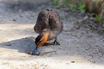 Philippine Duck, Anas luzonica, foraging on the shore