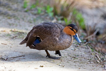 Philippine Duck, Anas luzonica, walking on the shore
