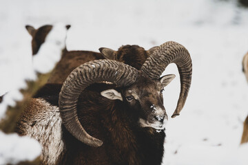 Mufflon im Schnee II