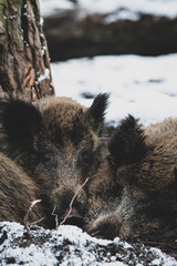 kuschelnde Wildschweine im Winter