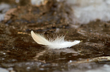Photo of bird feather on ice