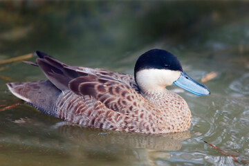 Puna Teal, Anas puna, close up view