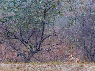 Golden jackal - CHACAL DORADO (Canis aureus), Danube Delta - DELTA DEL DANUBIO, Ramsar Wetland, Unesco World Heritgage Site, Tulcea County, Romania, Europe