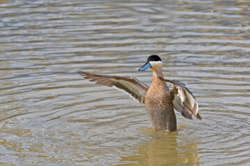 Puna Teal, Anas puna, wingstand on the pond