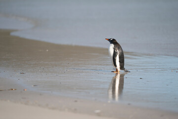 The Gentoo penguin (Pygoscelis papua)