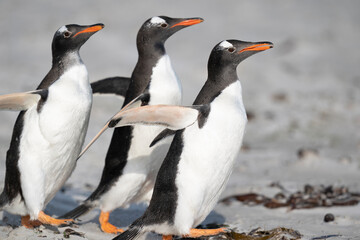The Gentoo penguin (Pygoscelis papua)