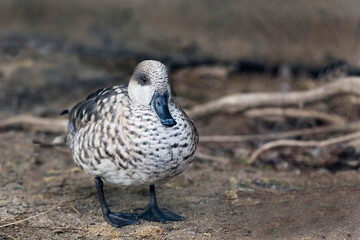 Marbled Teal, Marmaronetta angustirostris, close up view
