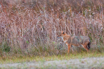 Golden jackal - CHACAL DORADO (Canis aureus), Danube Delta - DELTA DEL DANUBIO, Ramsar Wetland, Unesco World Heritgage Site, Tulcea County, Romania, Europe