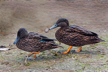 Pair of Meller's Duck, Anas melleri, on shore